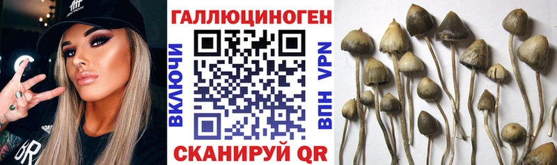 Псилоцибиновые грибы мухоморы  darknet как зайти  Чистополь  omg маркетплейс 